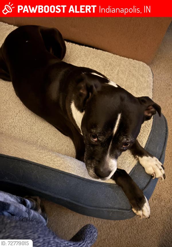 Lost Female Dog last seen 71st and Camberwood, Indianapolis, IN 46228