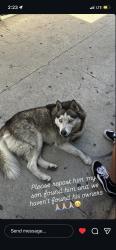 Found/Stray Male Dog last seen south gate, South Gate, CA 90280