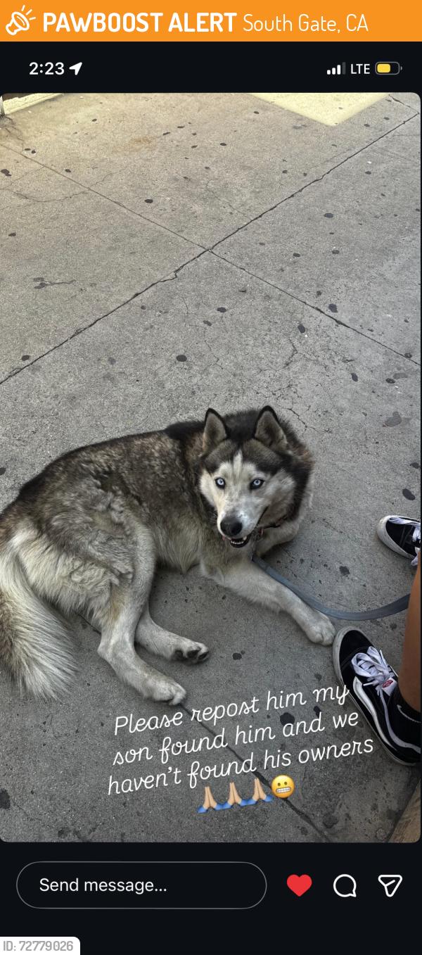Found/Stray Male Dog last seen south gate, South Gate, CA 90280