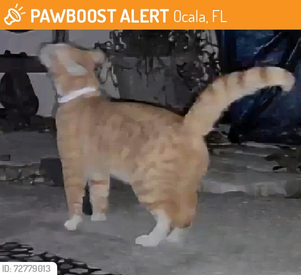 Found/Stray Unknown Cat last seen Nw 60th ave, Ocala, FL 34482