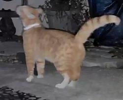 Found/Stray Unknown Cat last seen Nw 60th ave, Ocala, FL 34482