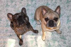 Lost Male Dog last seen Near Ridgeview ave , Pemberton Township, NJ 08015
