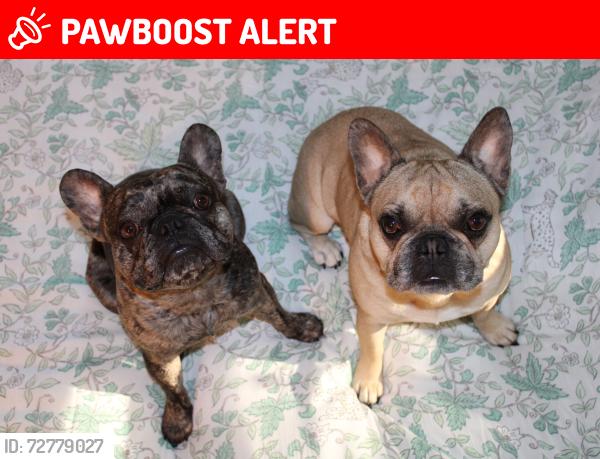 Lost Male Dog last seen Near Ridgeview ave , Pemberton Township, NJ 08015