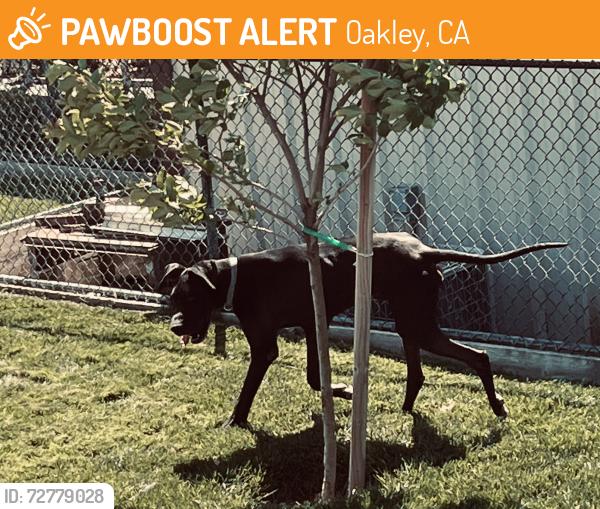 Found/Stray Unknown Dog last seen Main street, Oakley, CA 94561