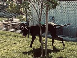 Found/Stray Unknown Dog last seen Main street, Oakley, CA 94561