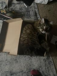 Lost Female Cat last seen Licoln road, Lincoln County, TN 37334