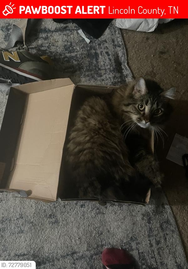 Lost Female Cat last seen Licoln road, Lincoln County, TN 37334