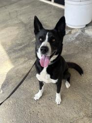 Found/Stray Male Dog last seen 6th and Campus, Ontario, CA 91764