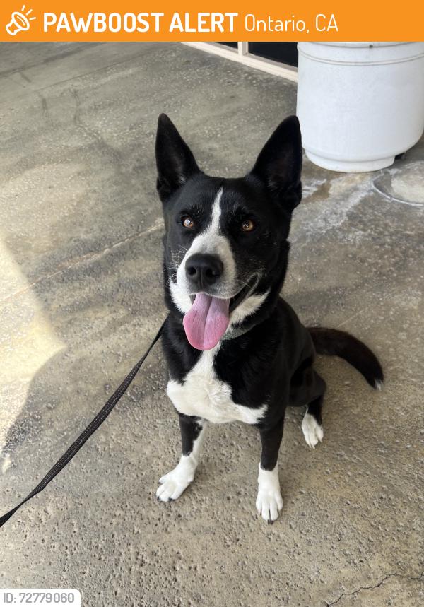 Found/Stray Male Dog last seen 6th and Campus, Ontario, CA 91764