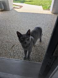 Found/Stray Male Cat last seen Sw11rh cr and 10th St , Cape Coral, FL 33991