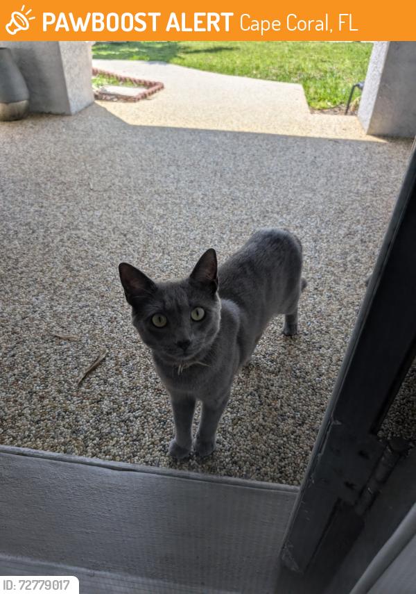 Found/Stray Male Cat last seen Sw11rh cr and 10th St , Cape Coral, FL 33991