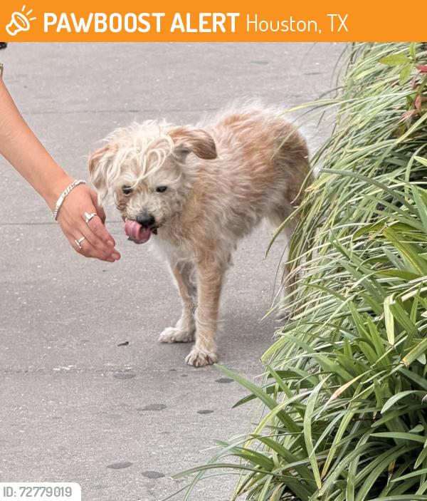 Found/Stray Unknown Dog last seen Near Airline Dr, Houston, TX 77009