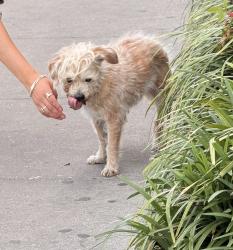 Found/Stray Unknown Dog last seen Near Airline Dr, Houston, TX 77009