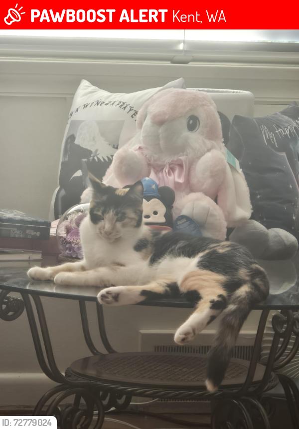 Lost Female Cat last seen James St & Hazel Ave N , Kent, WA 98031