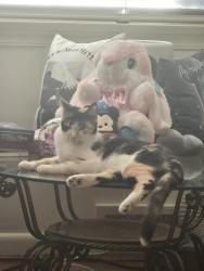 Lost Female Cat last seen James St & Hazel Ave N , Kent, WA 98031