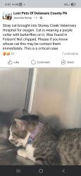 Lost Unknown Cat last seen Near , Swarthmore, PA 19081