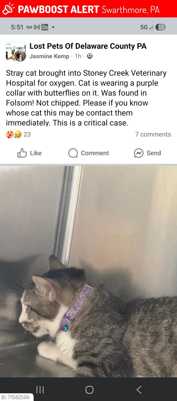 Lost Unknown Cat last seen Near , Swarthmore, PA 19081