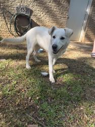 Found/Stray Female Dog last seen on a walk with our dog, Smyrna, GA 30082