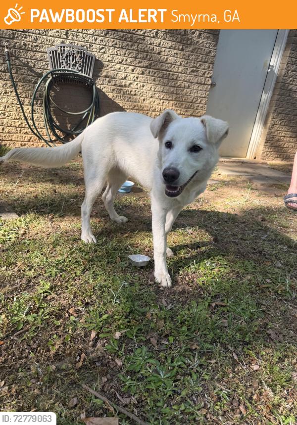 Found/Stray Female Dog last seen on a walk with our dog, Smyrna, GA 30082