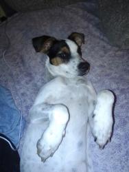 Lost Female Dog last seen 66th St & Trenton Ave., Tulsa, OK 74126