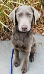 Lost Female Dog last seen Wintergarden and tamarind st, Port Charlotte, FL 33948
