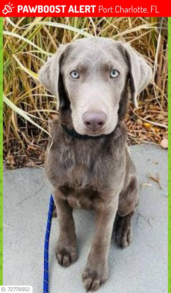 Lost Female Dog last seen Wintergarden and tamarind st, Port Charlotte, FL 33948