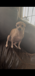 Lost Female Dog last seen Santa ana and wilcox , Bell Gardens, CA 90201