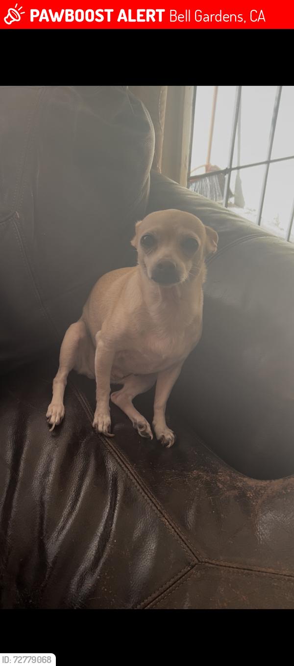 Lost Female Dog last seen Santa ana and wilcox , Bell Gardens, CA 90201
