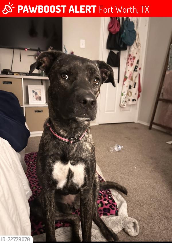 Lost Female Dog last seen Near Ava court dr , Fort Worth, TX 76112