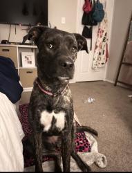 Lost Female Dog last seen Near Ava court dr , Fort Worth, TX 76112
