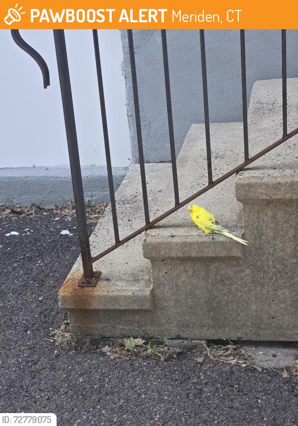 Found/Stray Unknown Bird last seen Lewis ave/pine street, Meriden, CT 06451