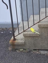 Found/Stray Unknown Bird last seen Lewis ave/pine street, Meriden, CT 06451