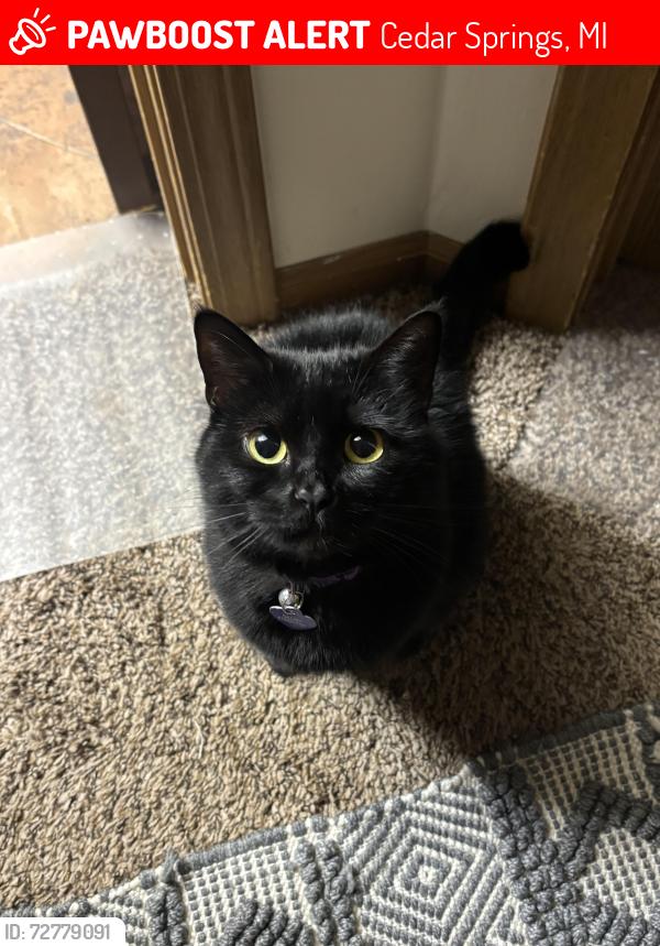 Lost Female Cat last seen Park st , Cedar Springs, MI 49319