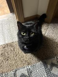 Lost Female Cat last seen Park st , Cedar Springs, MI 49319