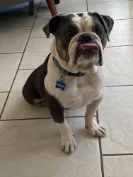 Lost Female Dog last seen Red fox road , Mount Vernon, AL 36560