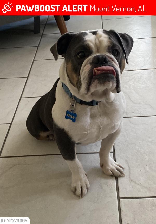Lost Female Dog last seen Red fox road , Mount Vernon, AL 36560