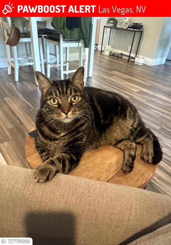 Lost Male Cat last seen Sahara and Grand Canyon, Las Vegas, NV 89117