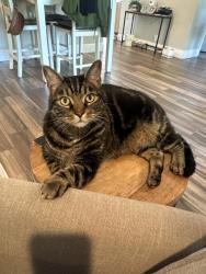 Lost Male Cat last seen Sahara and Grand Canyon, Las Vegas, NV 89117
