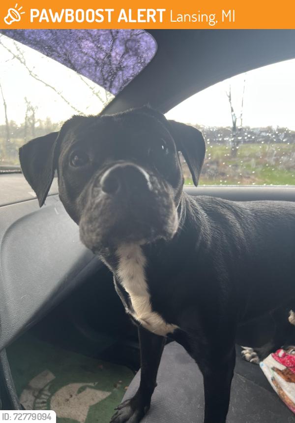 Found/Stray Male Dog last seen Bishop and Waverly , Lansing, MI 48821
