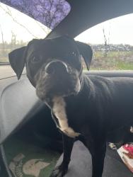 Found/Stray Male Dog last seen Bishop and Waverly , Lansing, MI 48821