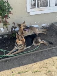 Found/Stray Female Dog last seen El alamo rv park- a across the street from Cali Burger located in South Union and Taft Highway, Bakersfield, CA 93307