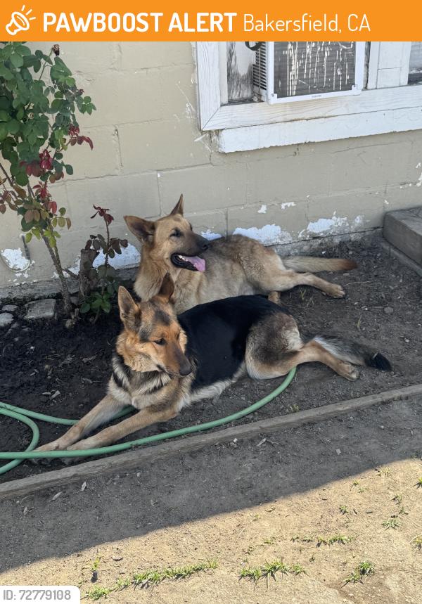 Found/Stray Female Dog last seen El alamo rv park- a across the street from Cali Burger located in South Union and Taft Highway, Bakersfield, CA 93307