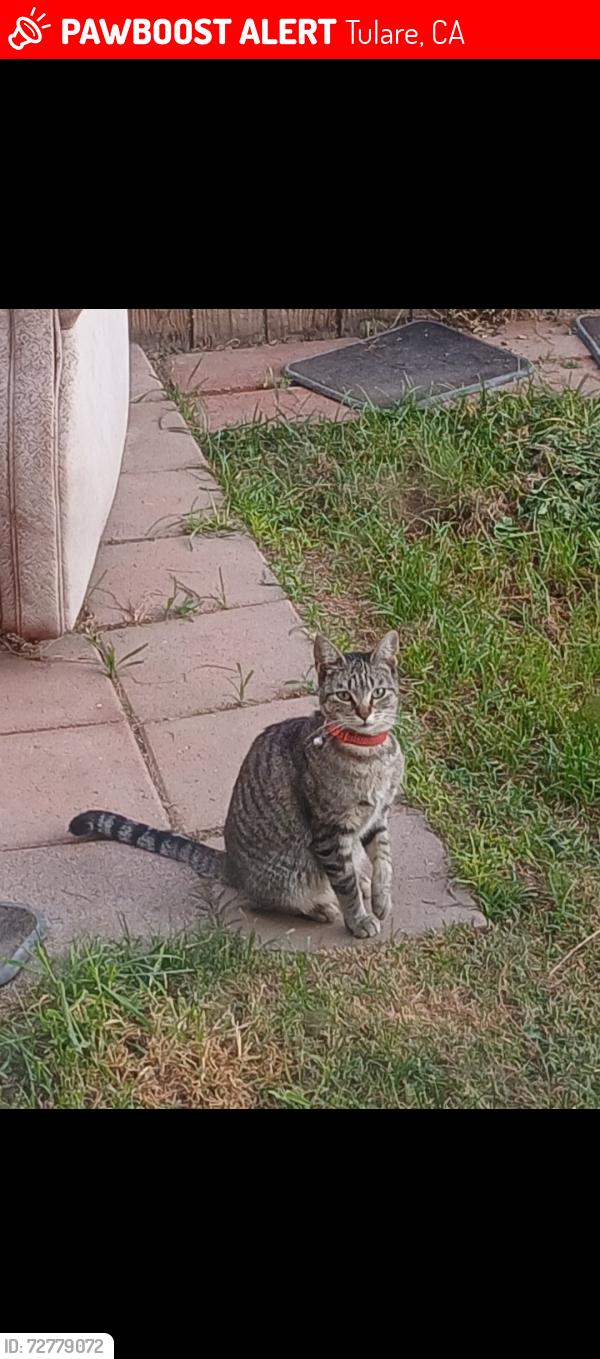 Lost Female Cat last seen I St / San Joaquin Ave, Tulare, CA 93274