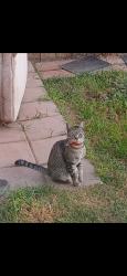 Lost Female Cat last seen I St / San Joaquin Ave, Tulare, CA 93274