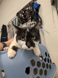 Shelter Stray Female Cat last seen OFALLON, St. Peters, MO 63376