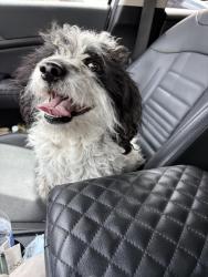 Found/Stray Male Dog last seen Ann and Donna, North Las Vegas, NV 89081