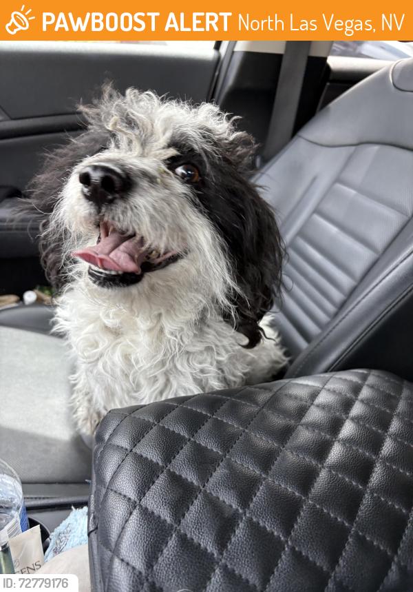 Found/Stray Male Dog last seen Ann and Donna, North Las Vegas, NV 89081