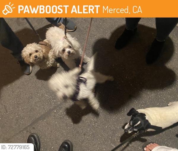 Found/Stray Unknown Dog last seen PGE PROPERTY, Merced, CA 95341