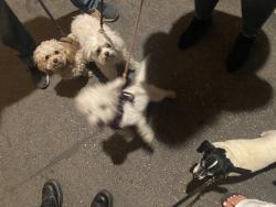 Found/Stray Unknown Dog last seen PGE PROPERTY, Merced, CA 95341