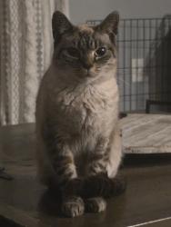 Lost Female Cat last seen Shoveler Ave , Leesburg, FL 34748